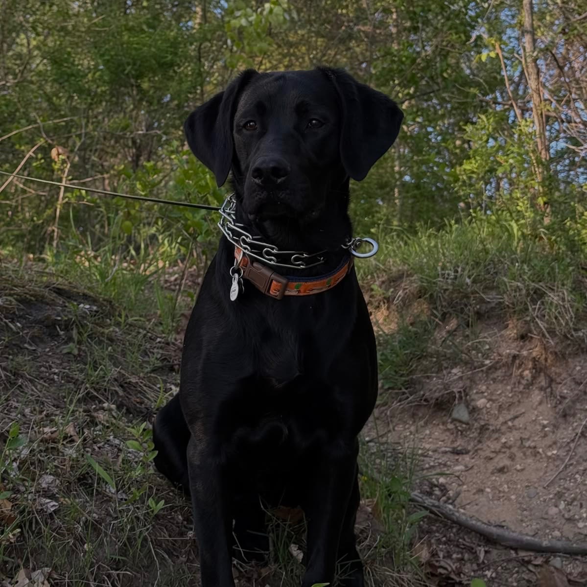 Guard_Dog.mp4