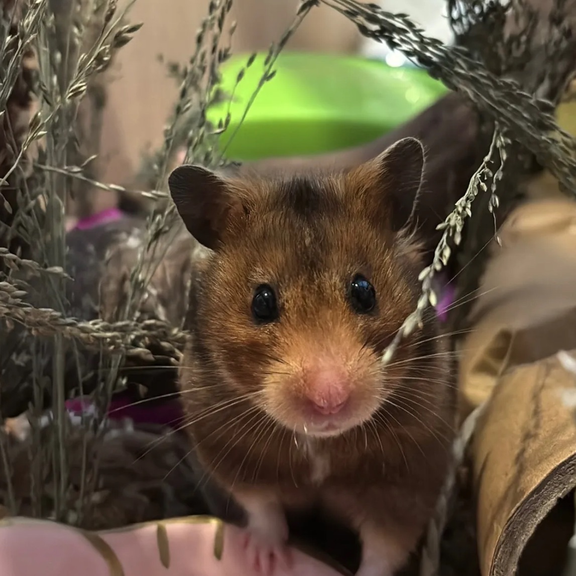 petswithemily