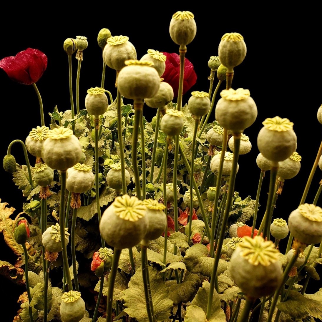 Poppy Peptides