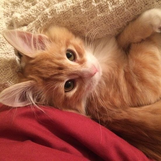 😺